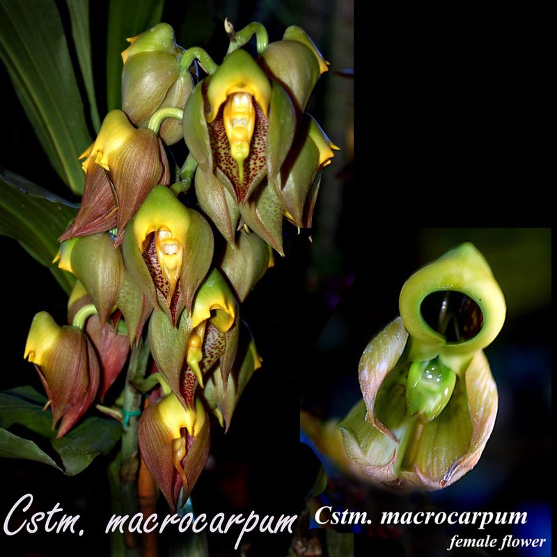 Catasetum macrocarpum